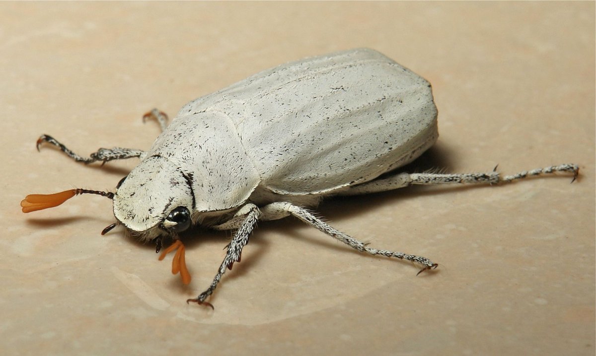 Небольшие жучки серого цвета
