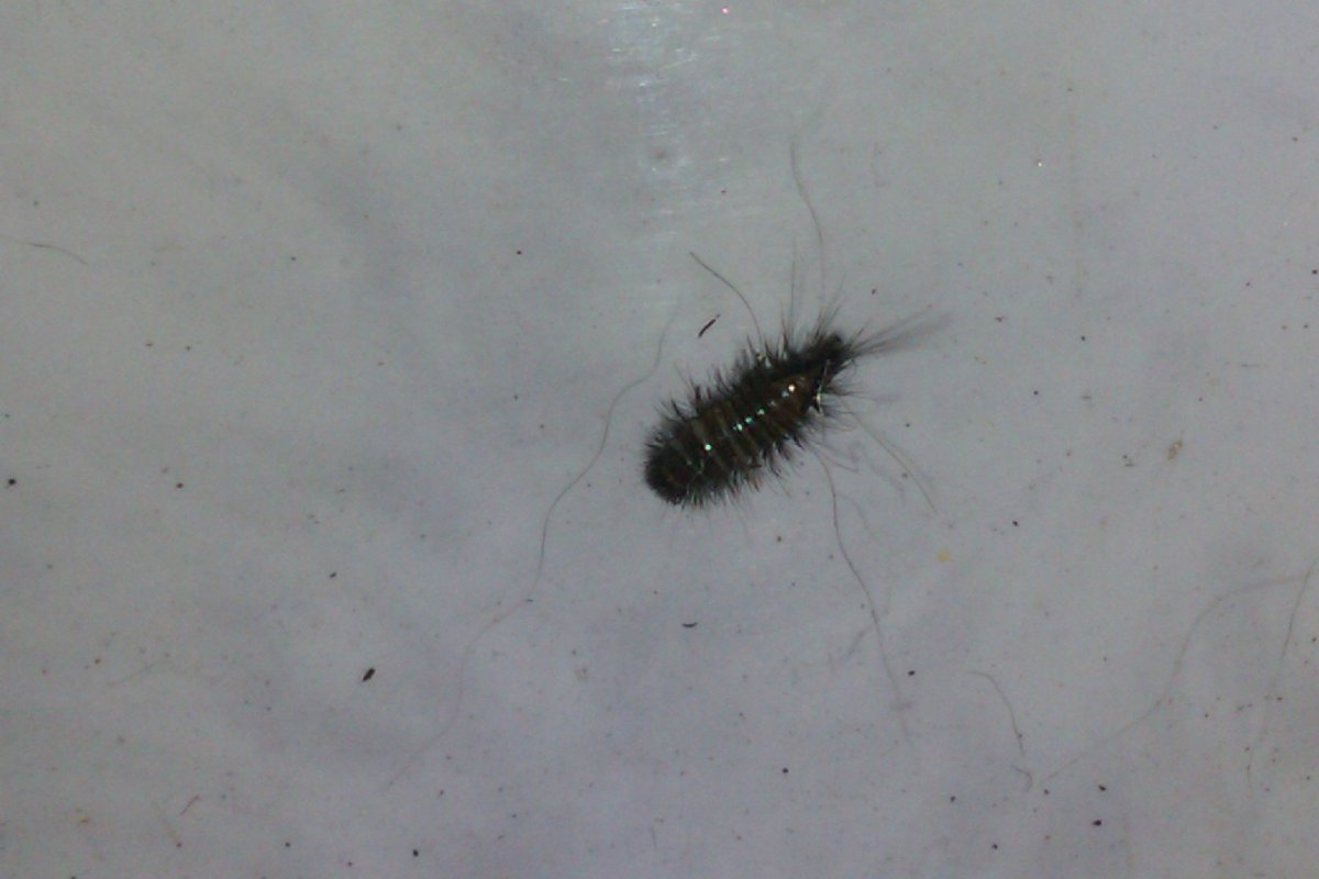 Жук ХРУЩЕВИК