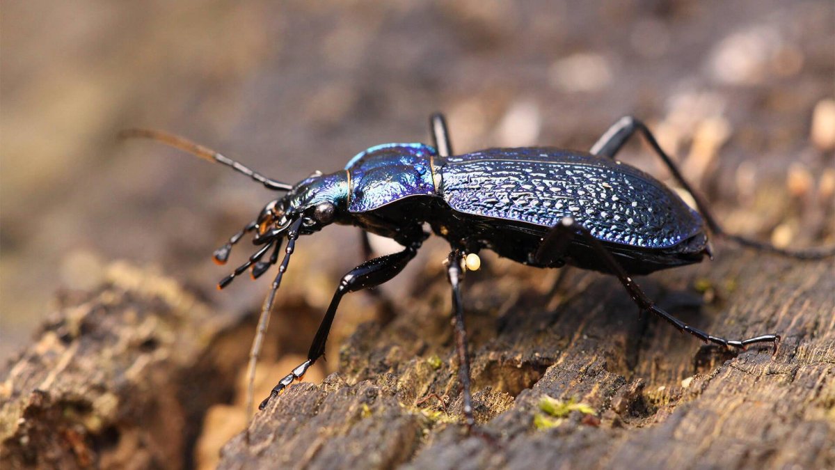 Жужелица Карабус