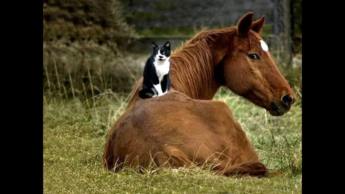 Дружба кошки и лошади