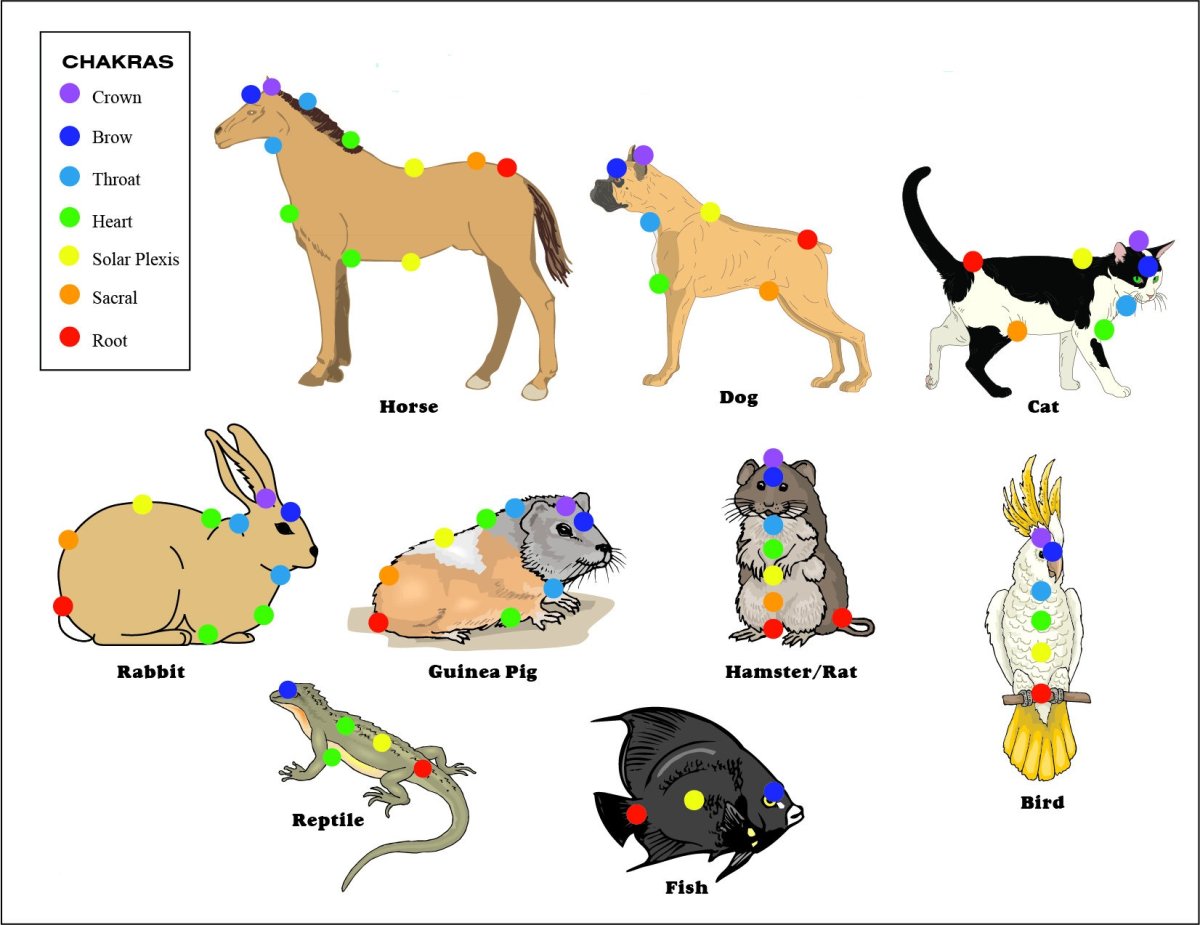 Чакральная система животных