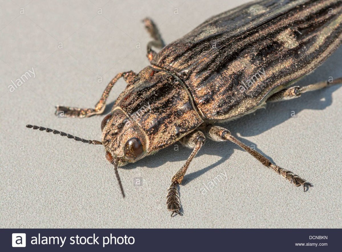 Полосатый Жук коричневый черный