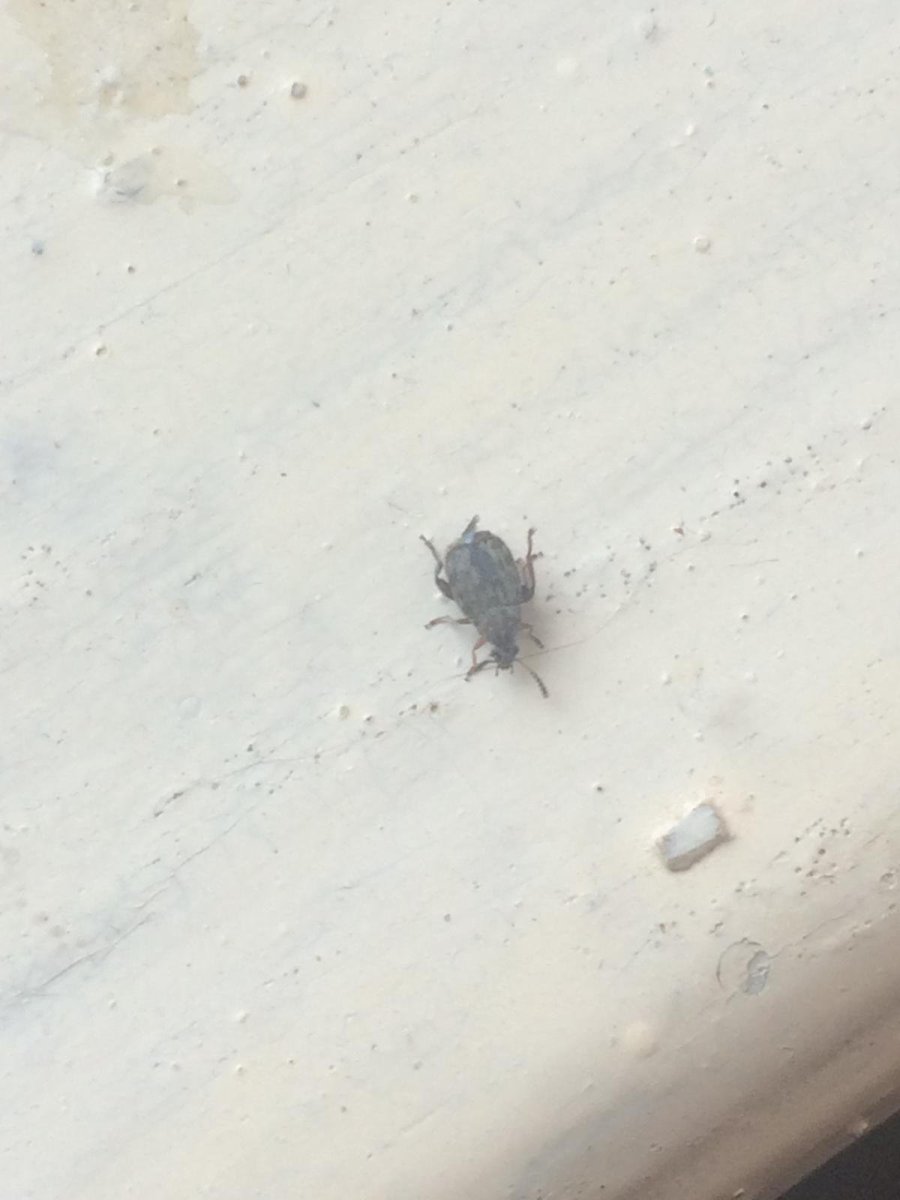 Маленькие черные жучки кожееды