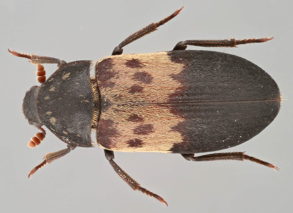 Мокрица чешуйница ЛОВУШКА