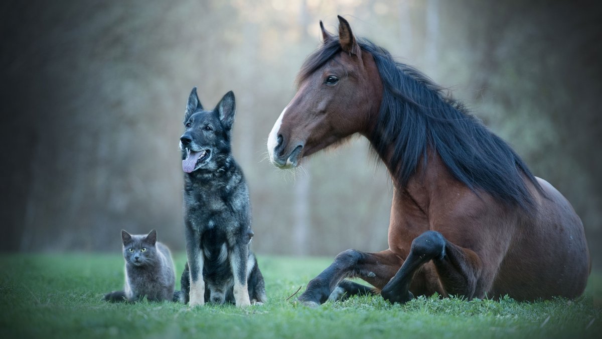 Собака кошка лошадь