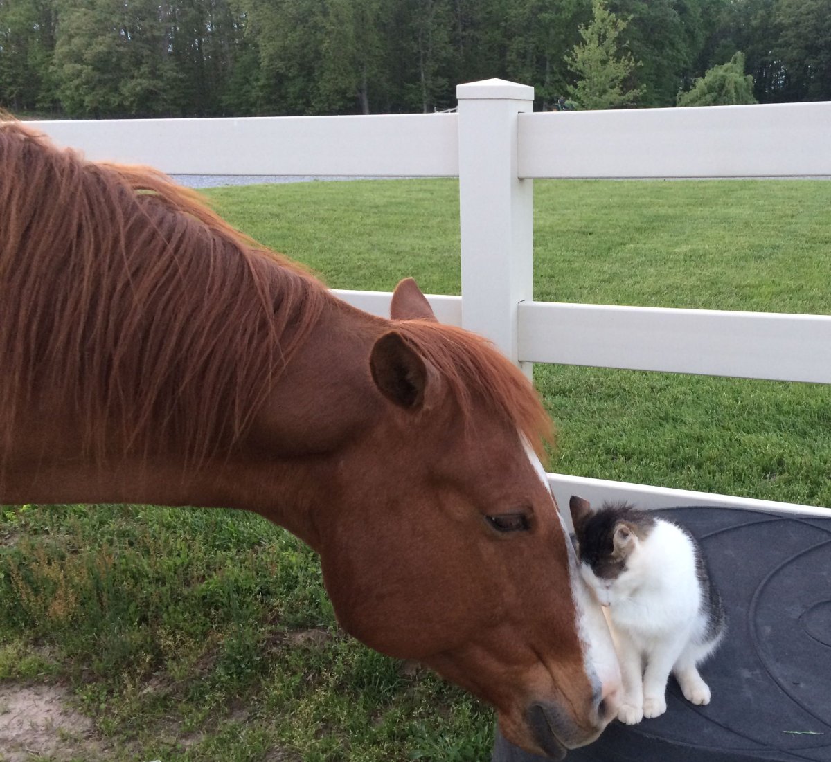 Собака похожая на лошадку