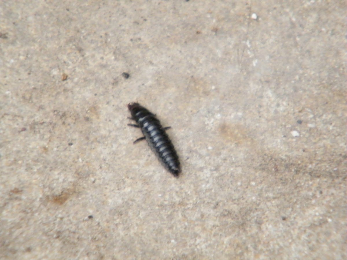 Жук Гнойовик