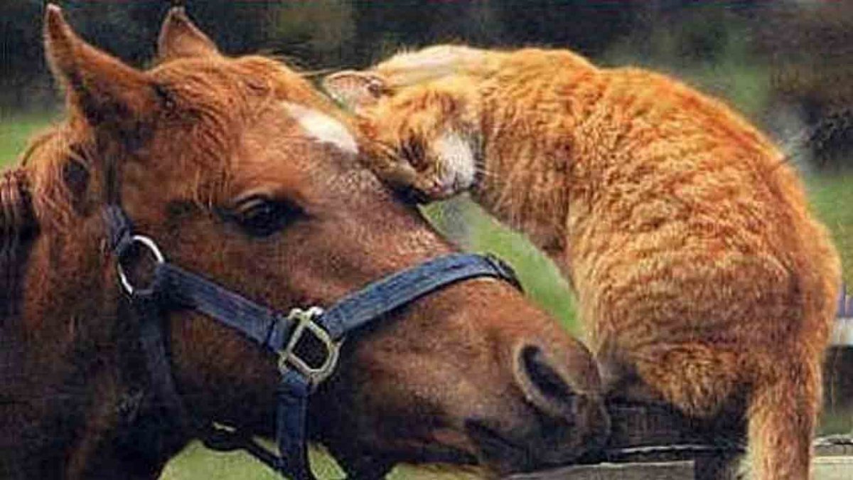 Лошадь и кошка