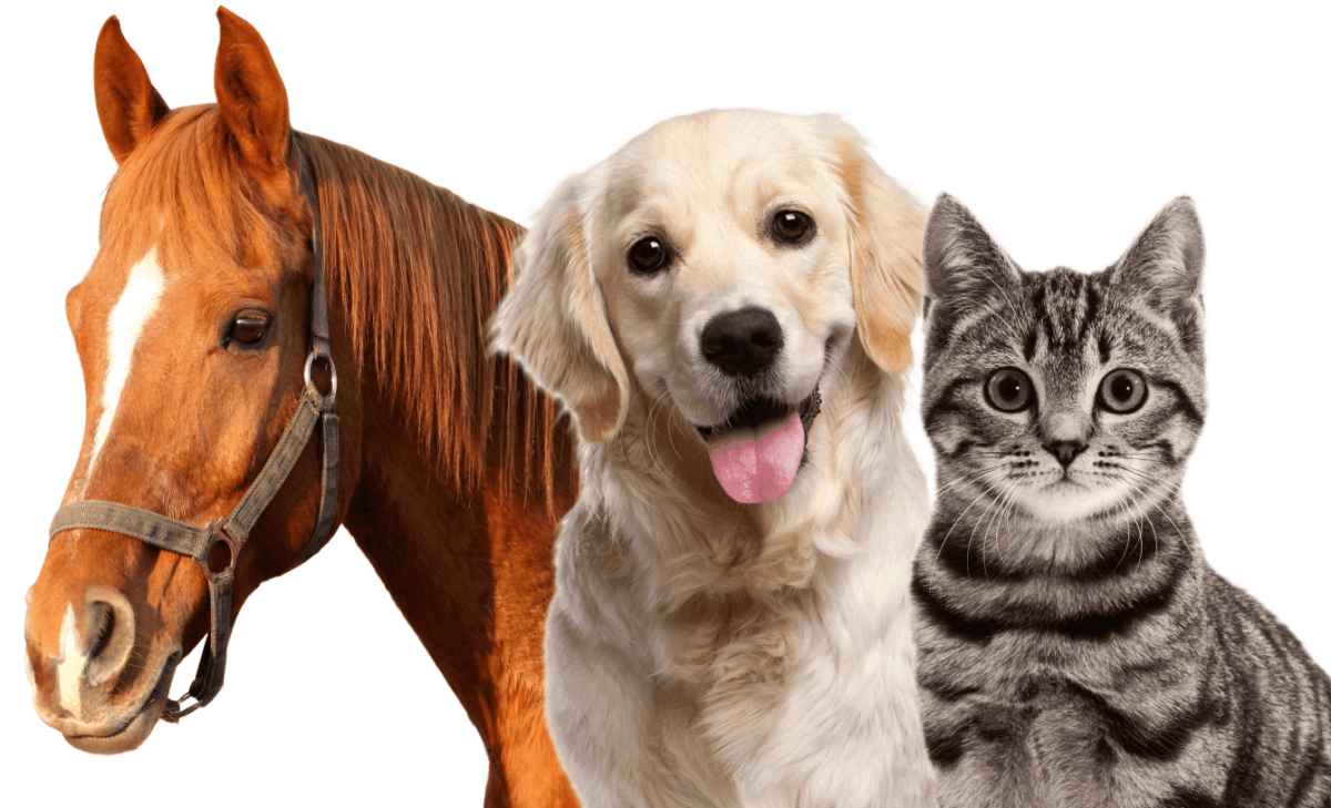 Кошка собака корова