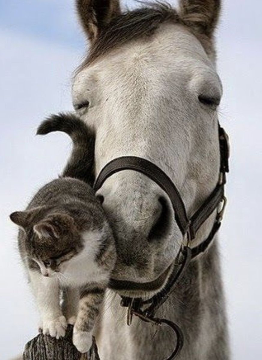 Скучающая лошадь