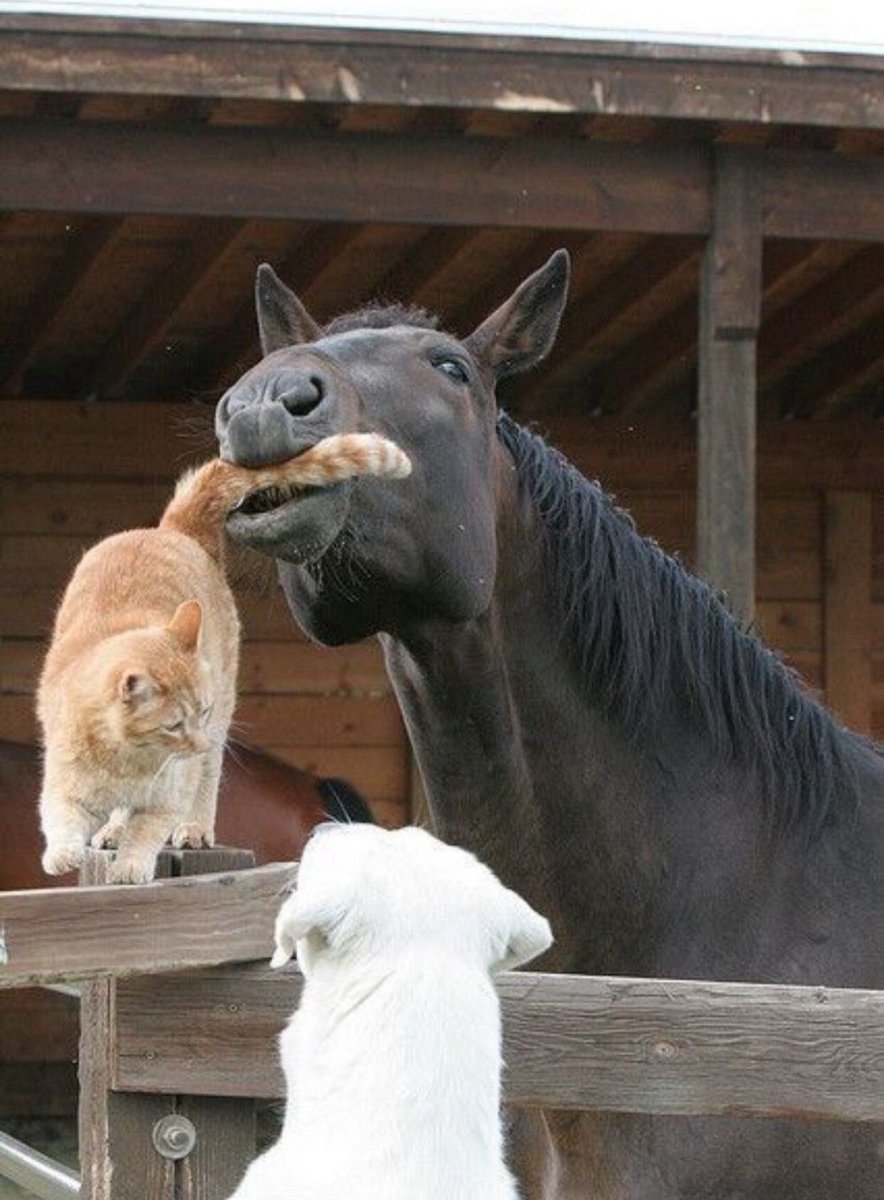 Собака кошка лошадь