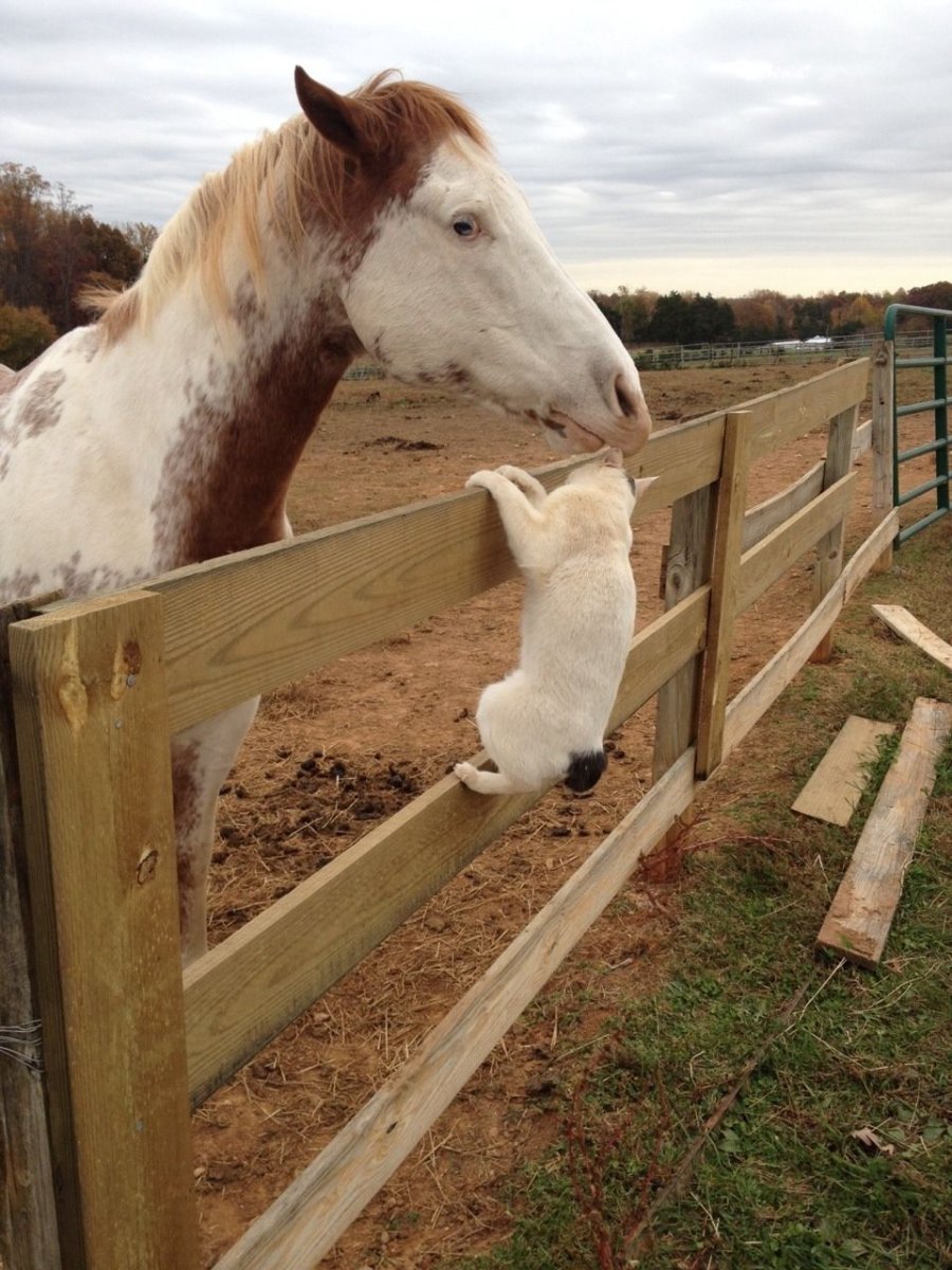 Лошадь и кот