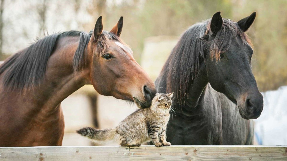 Дружба кошки и лошади