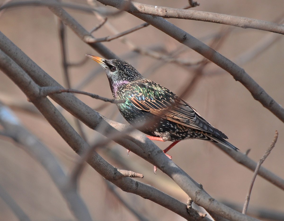 Скворец в брачном наряде