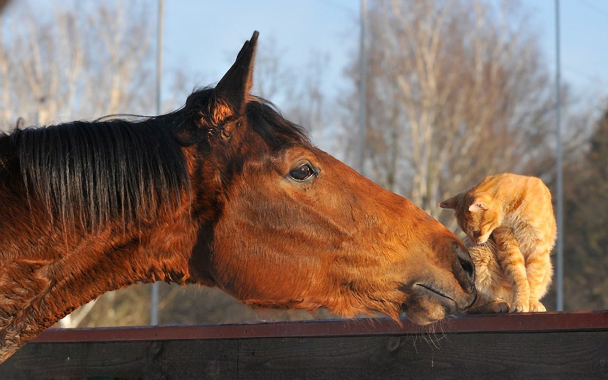 Лошади с другими животными