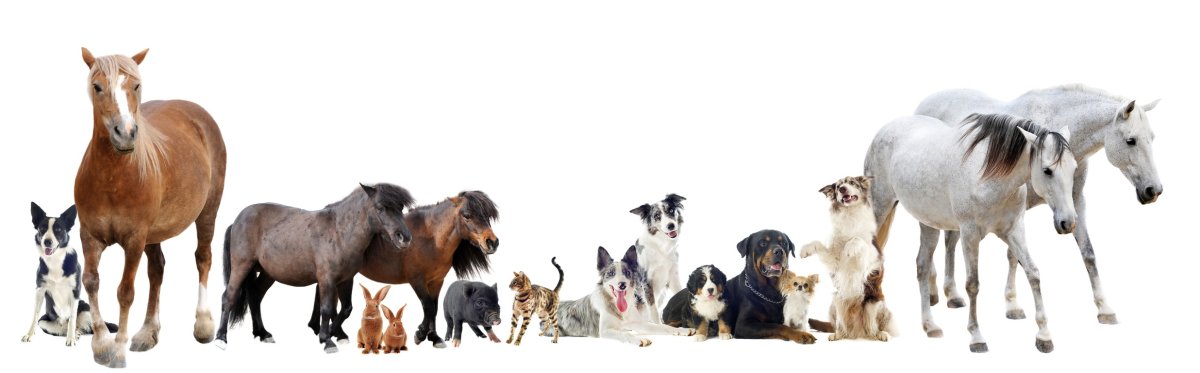 Сельскохозяйственные животные на прозрачном фоне