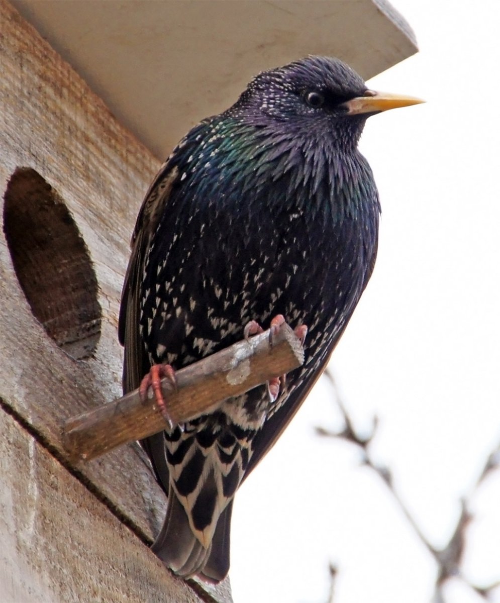 Тасманийский скворец