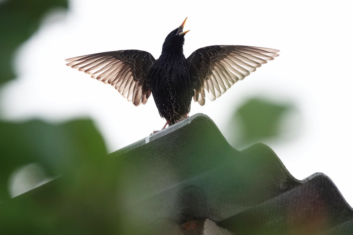 Скворец размах крыльев