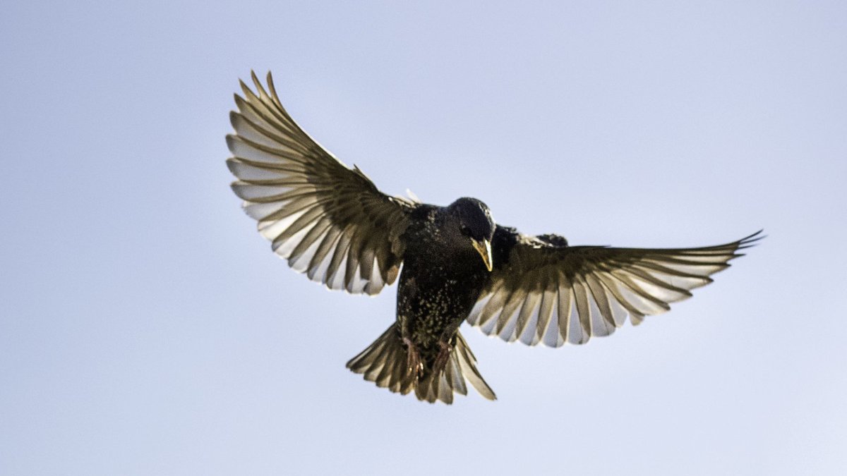 Скворец в полете для детей
