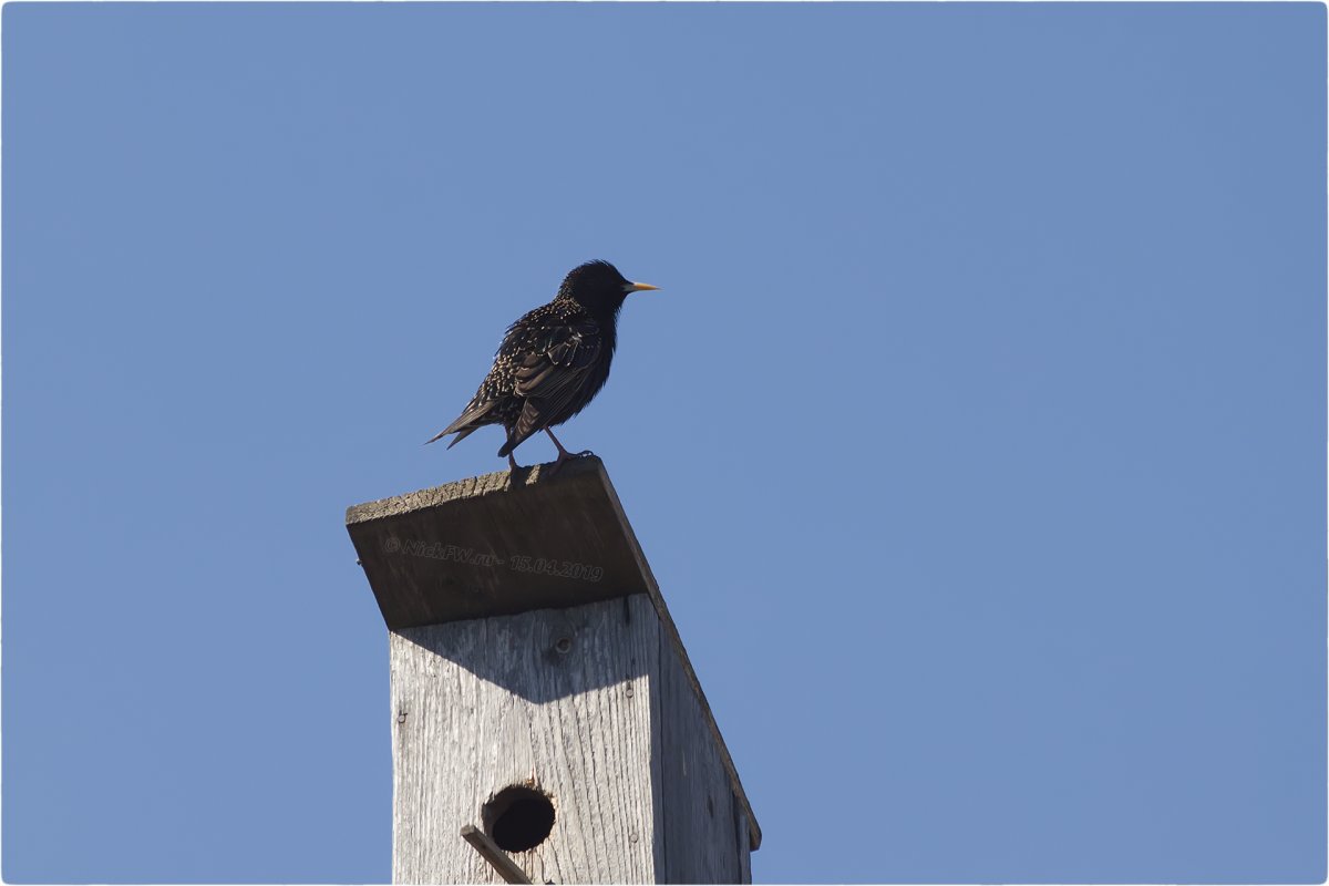 Башня скворца Тверь
