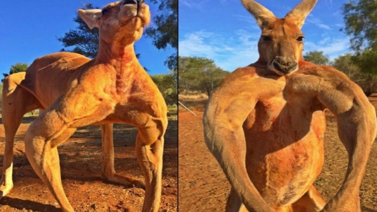 Самый мускулистый кенгуру Роджер