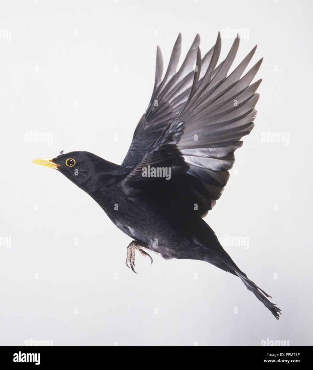 Чёрный Дрозд в полёте птица