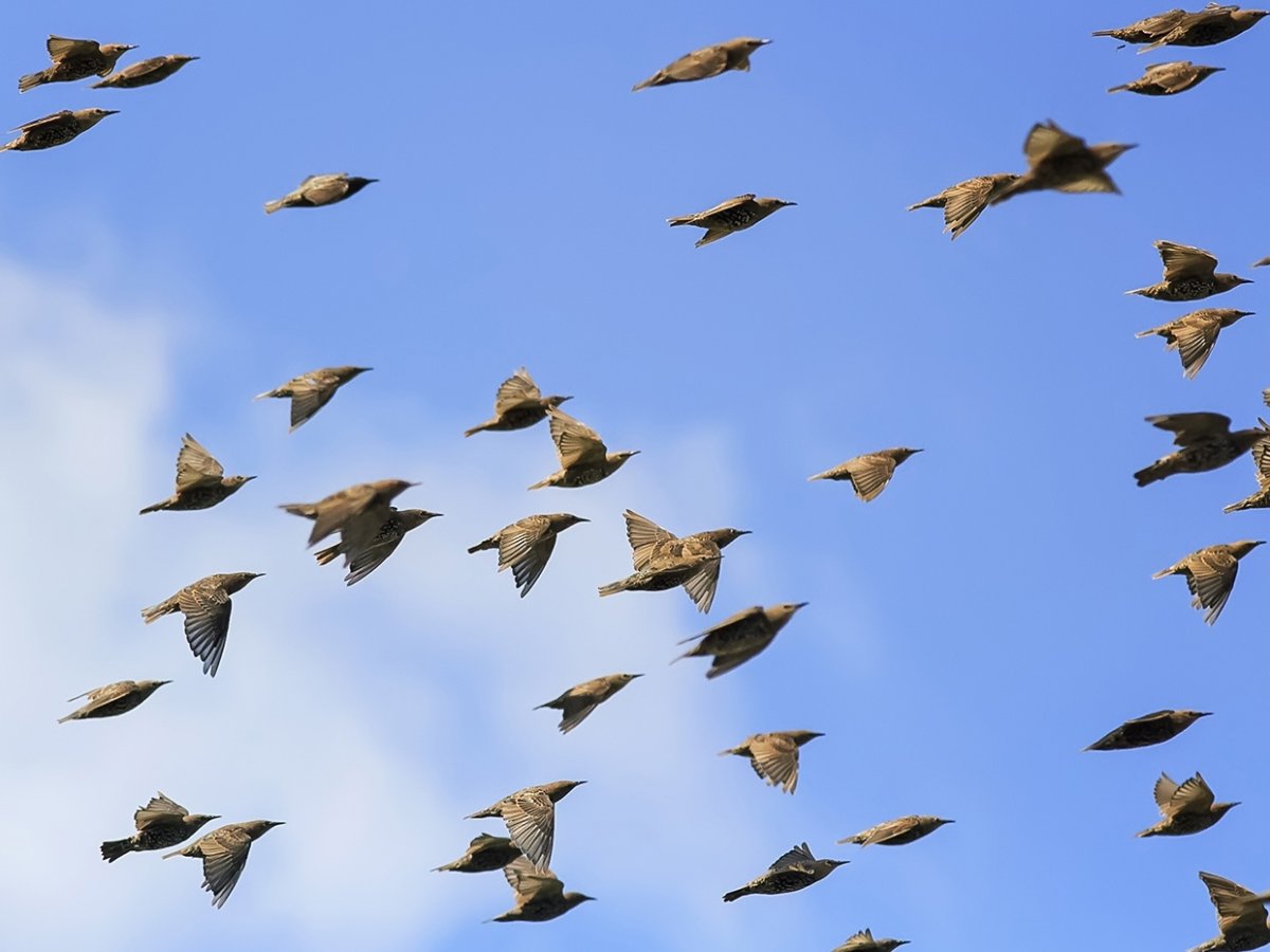 Скучечная стая Скворцов