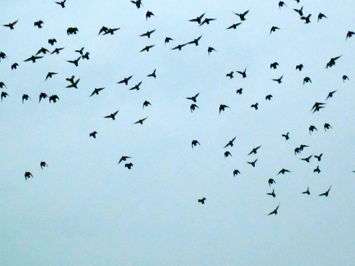 Птицы в небе