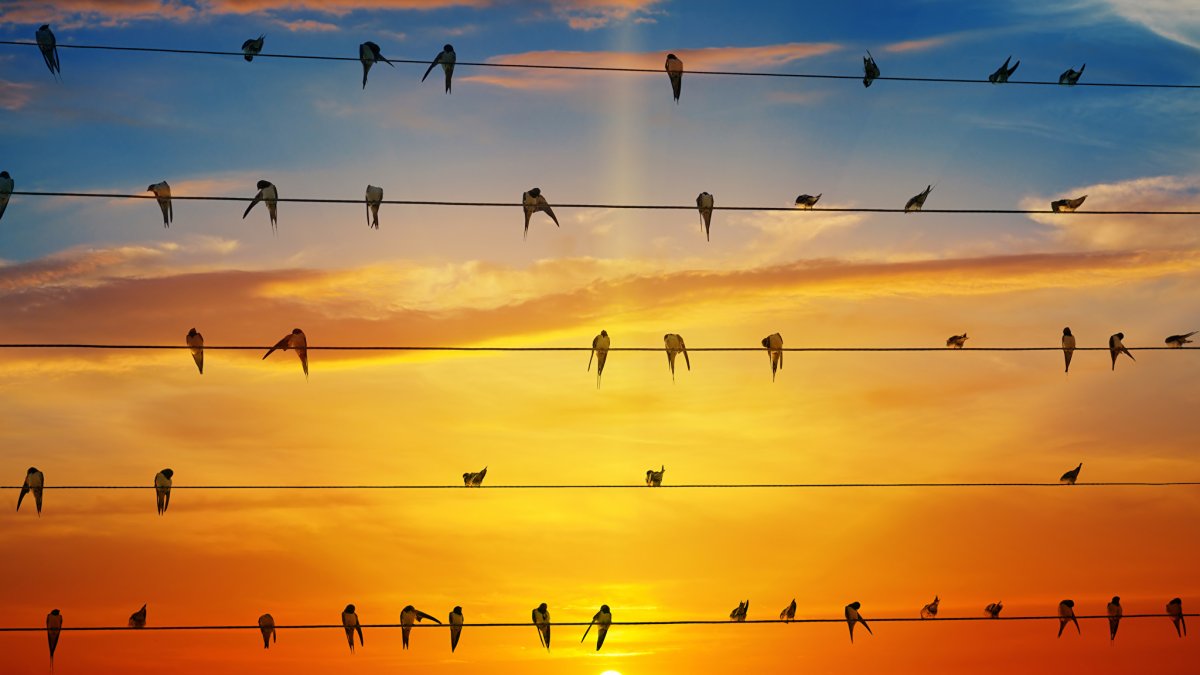 Птички на проводе
