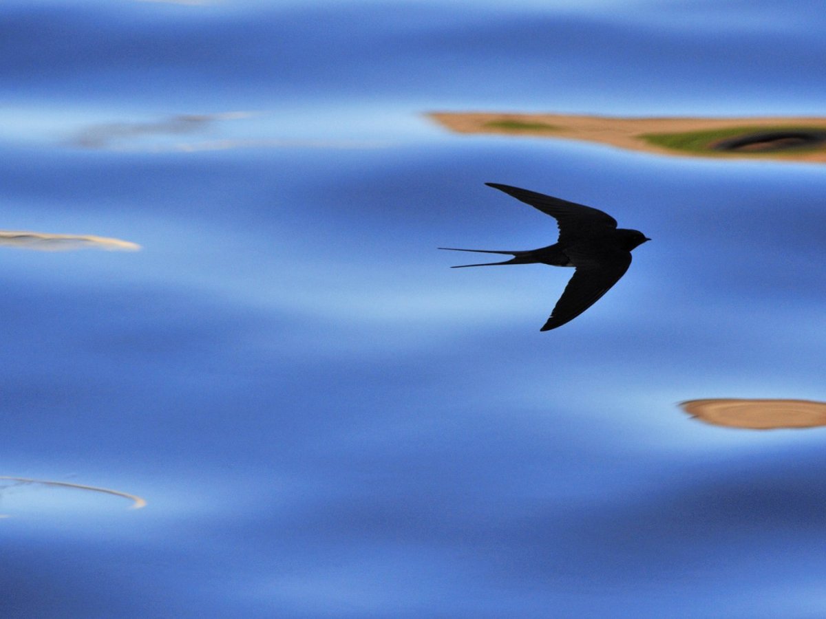 Полёт ласточки