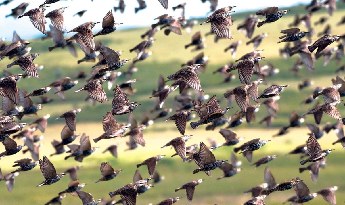 Миграция Скворцов