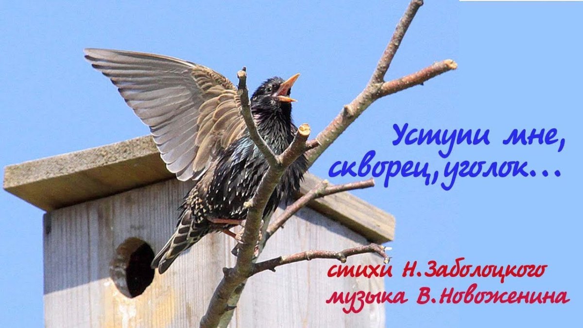 Скворец Скворушка скворечник