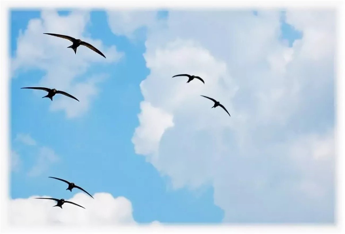 Ласточки в небе