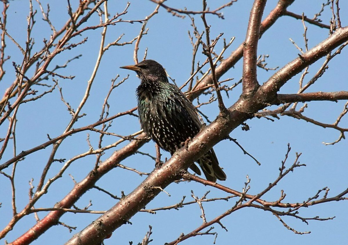 Грач и скворец