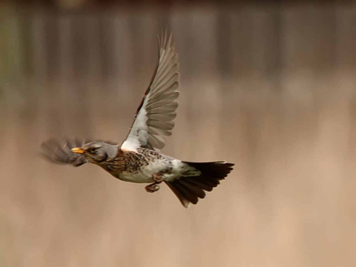 Дрозд рябинник летит