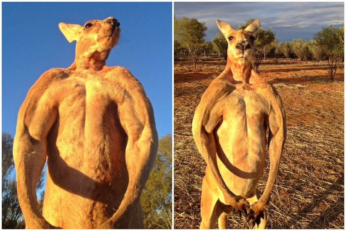 Накаченный кенгуру Роджер