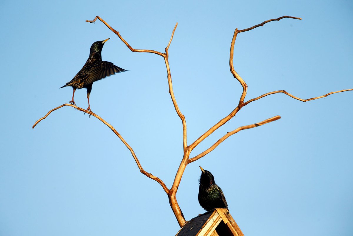 Скворцы прилетели