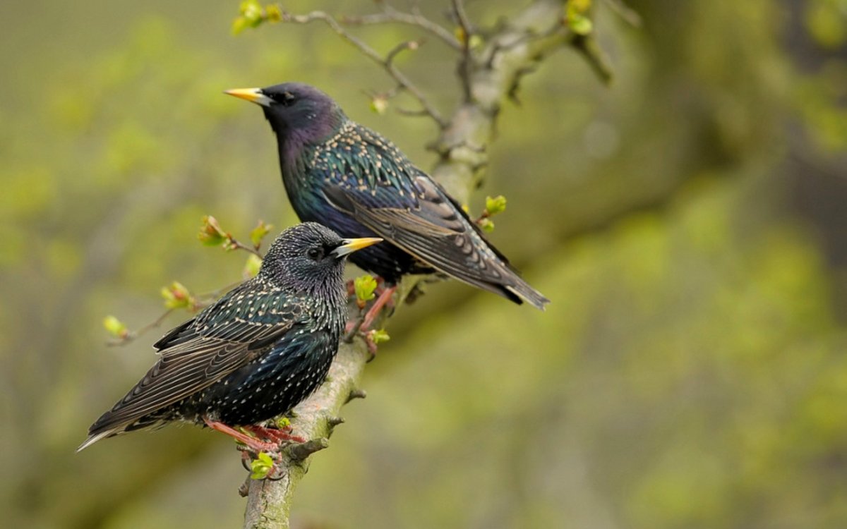 Ласточковый скворец