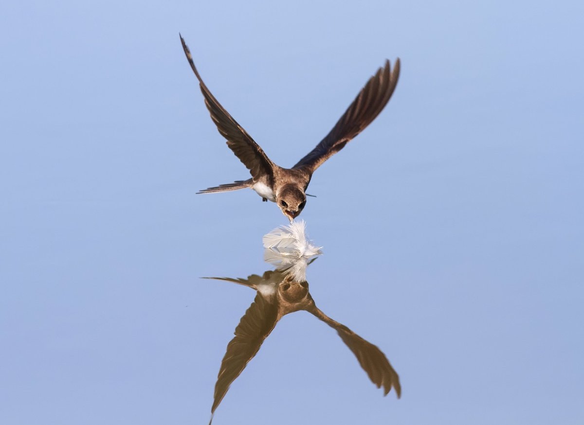 Стриж в полете