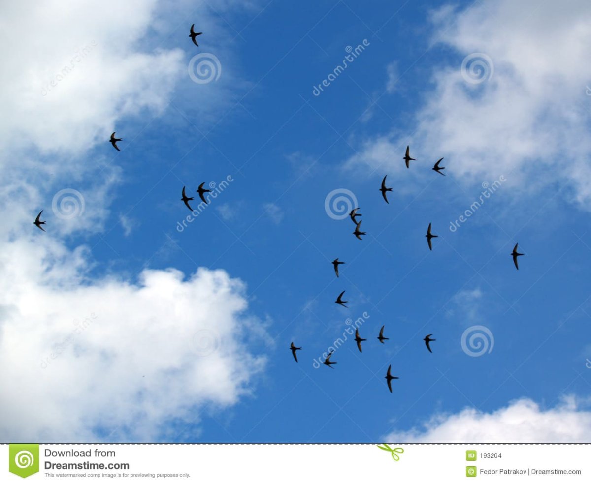 Серое небо, ласточки