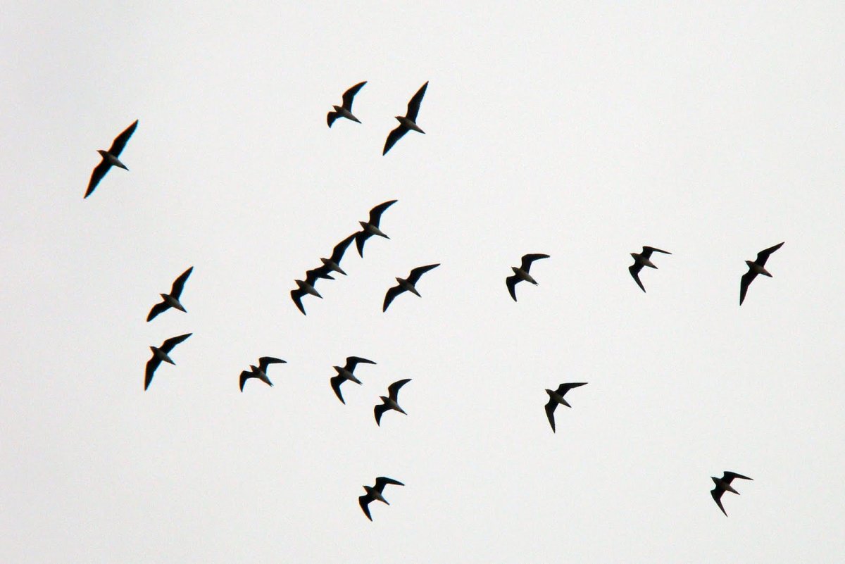 Стая птиц на белом фоне