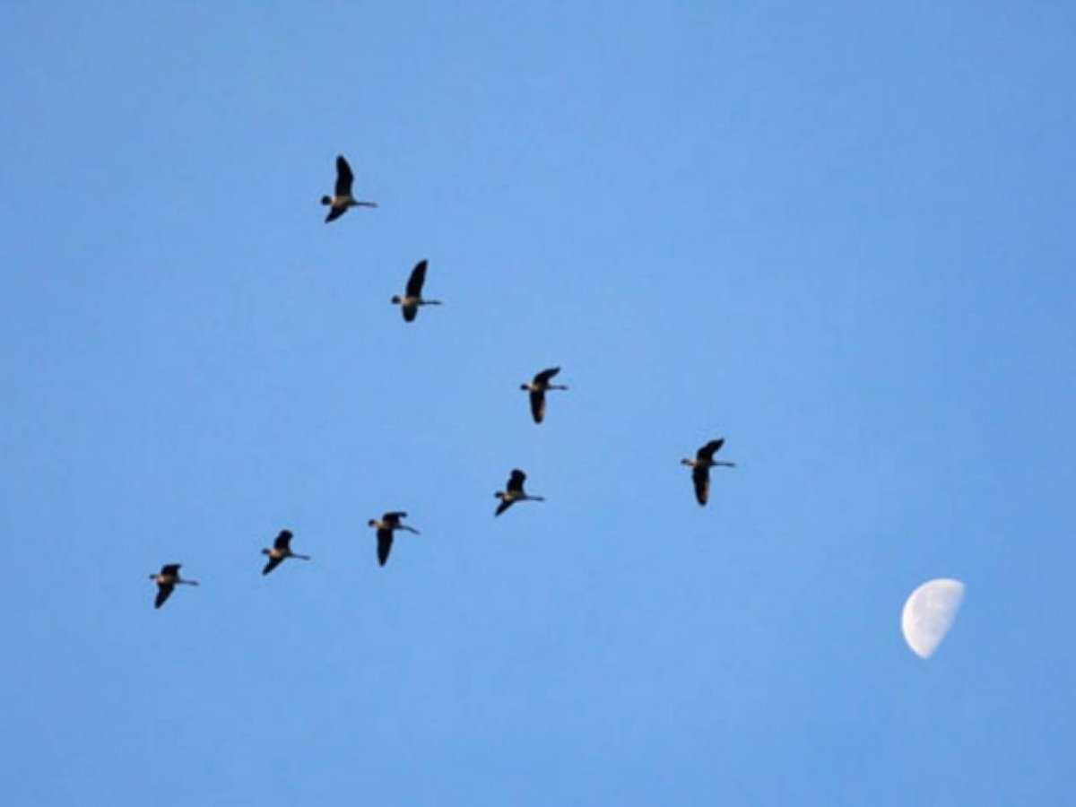 Наговицын ласточки летают