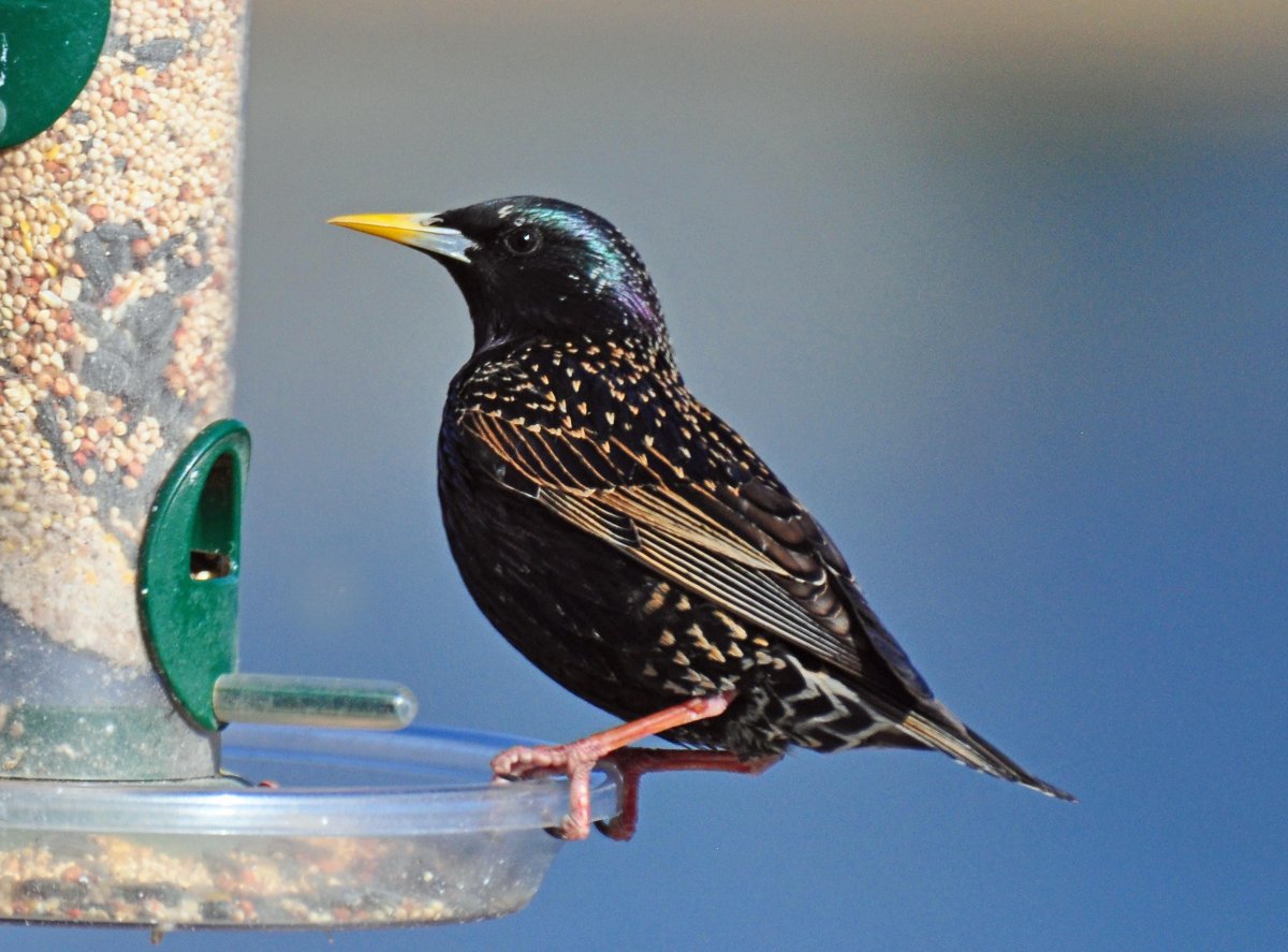 Обыкновенный скворец пение