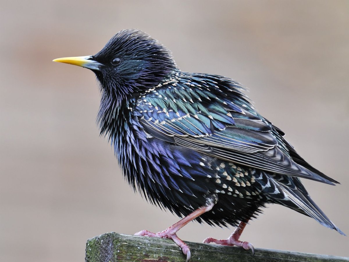 Скворец летает