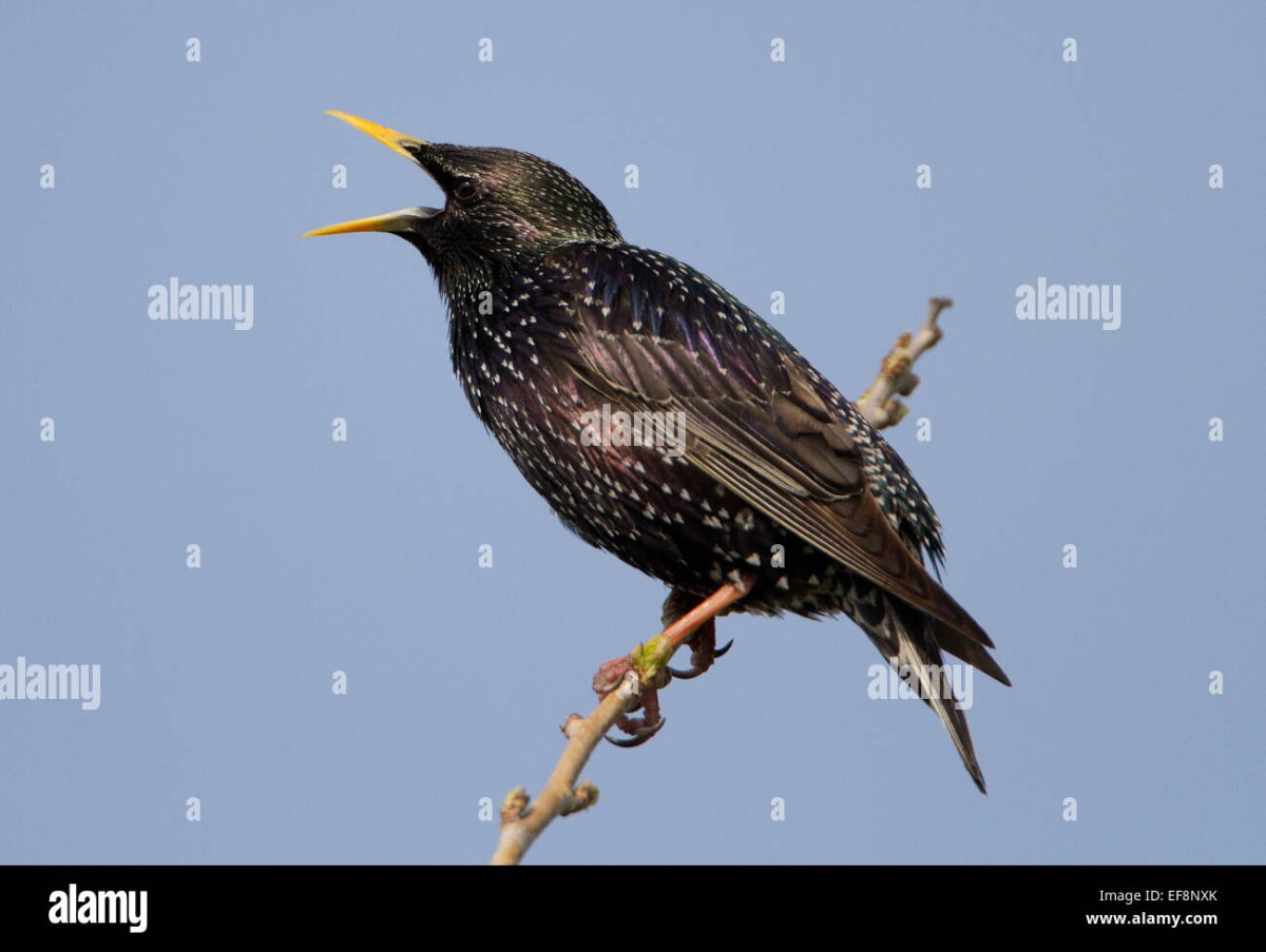 Певчий скворец