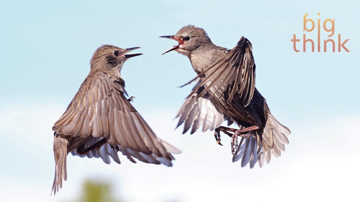 Steve Ward photo Birds