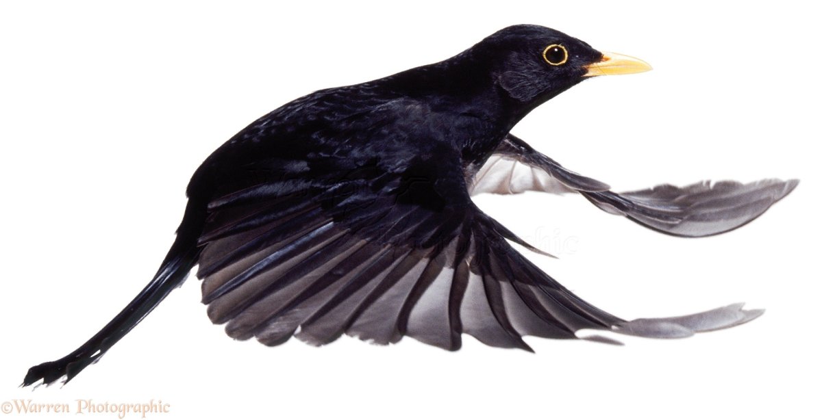 Дрозд летит на белом фоне