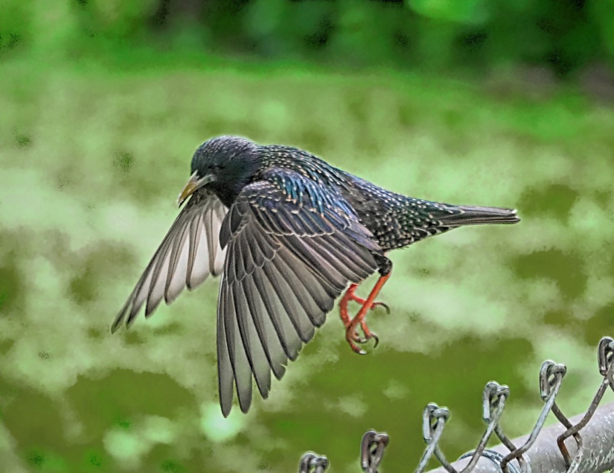 Starling летают
