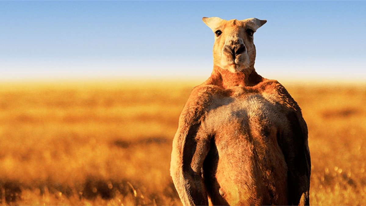 Мускулистый кенгуру