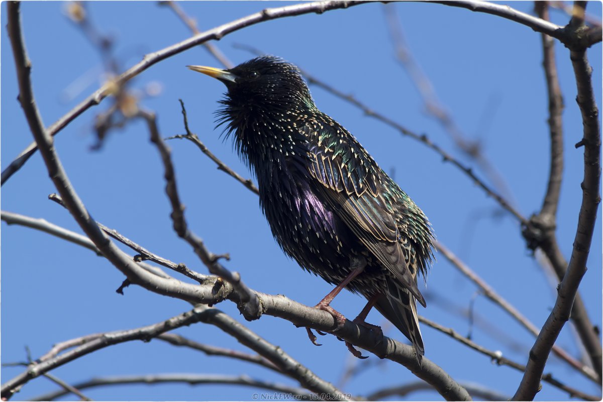 Капский скворец